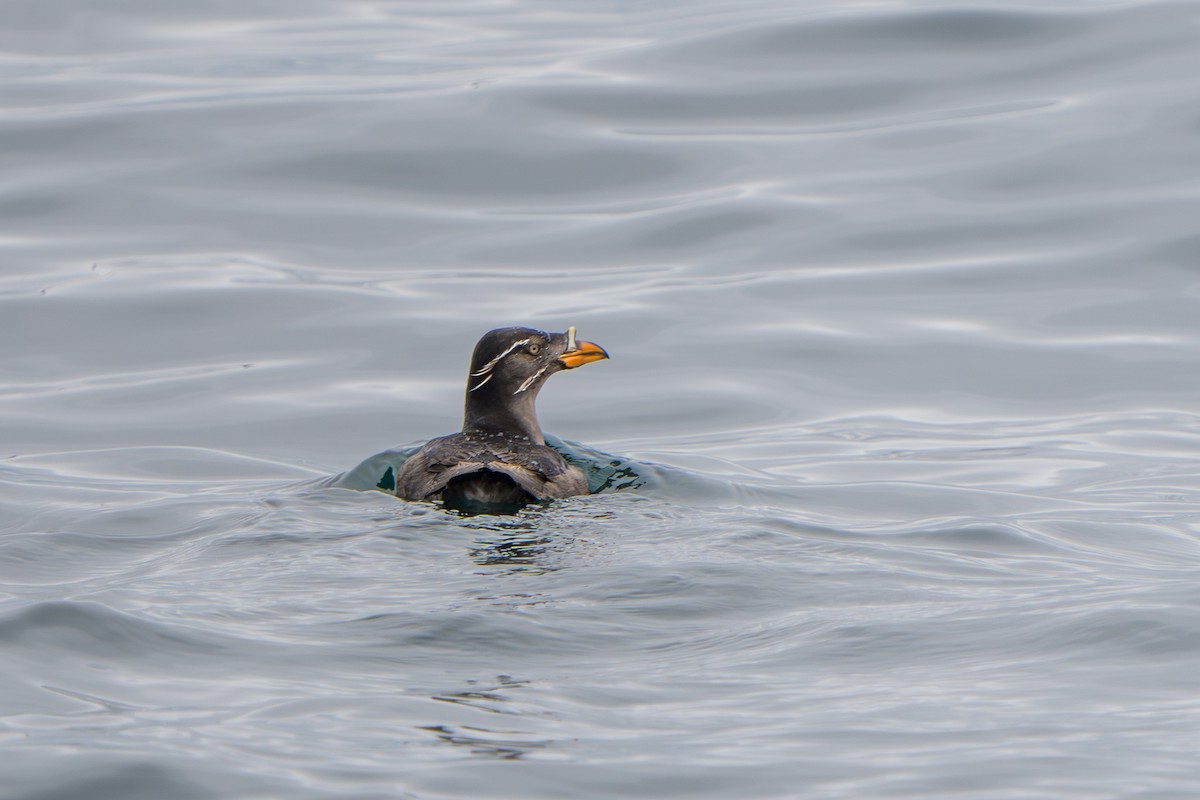 Bibitxo adarduna - ML644319444