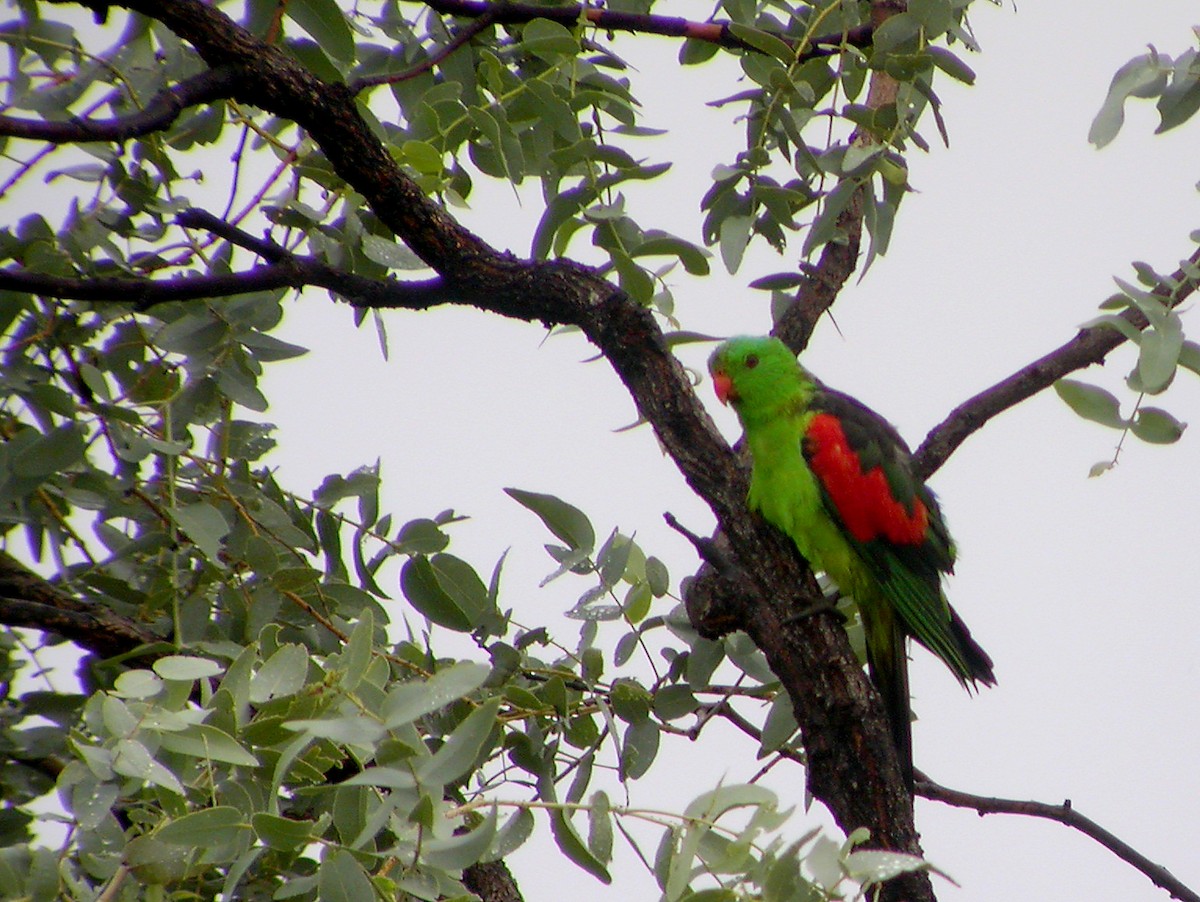 Red-winged Parrot - ML644319445