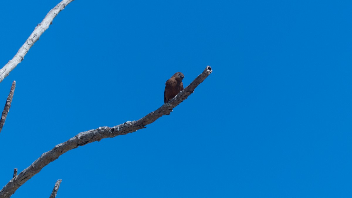 Cliff Flycatcher - ML644319446