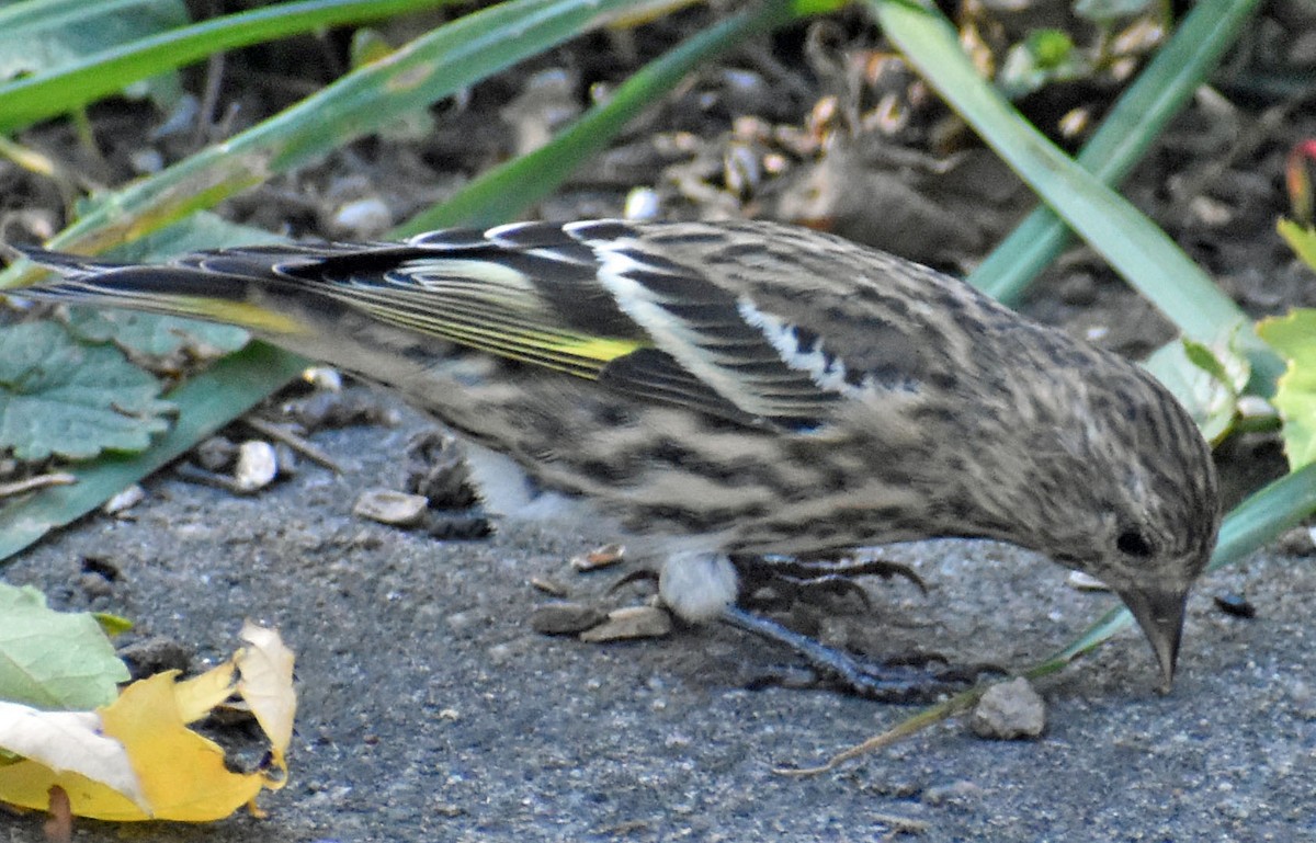 Pine Siskin - ML644319447