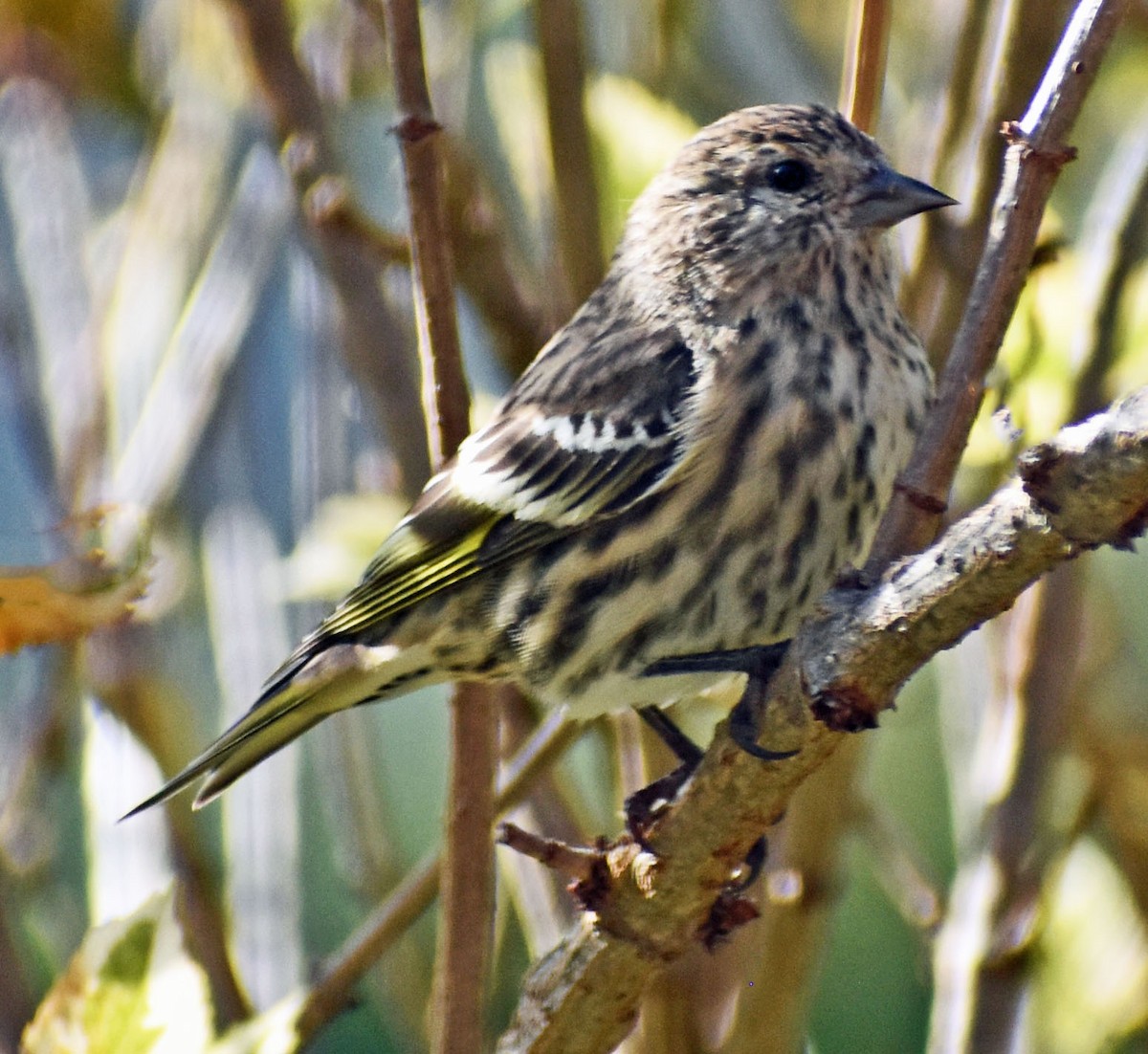 Pine Siskin - ML644319451