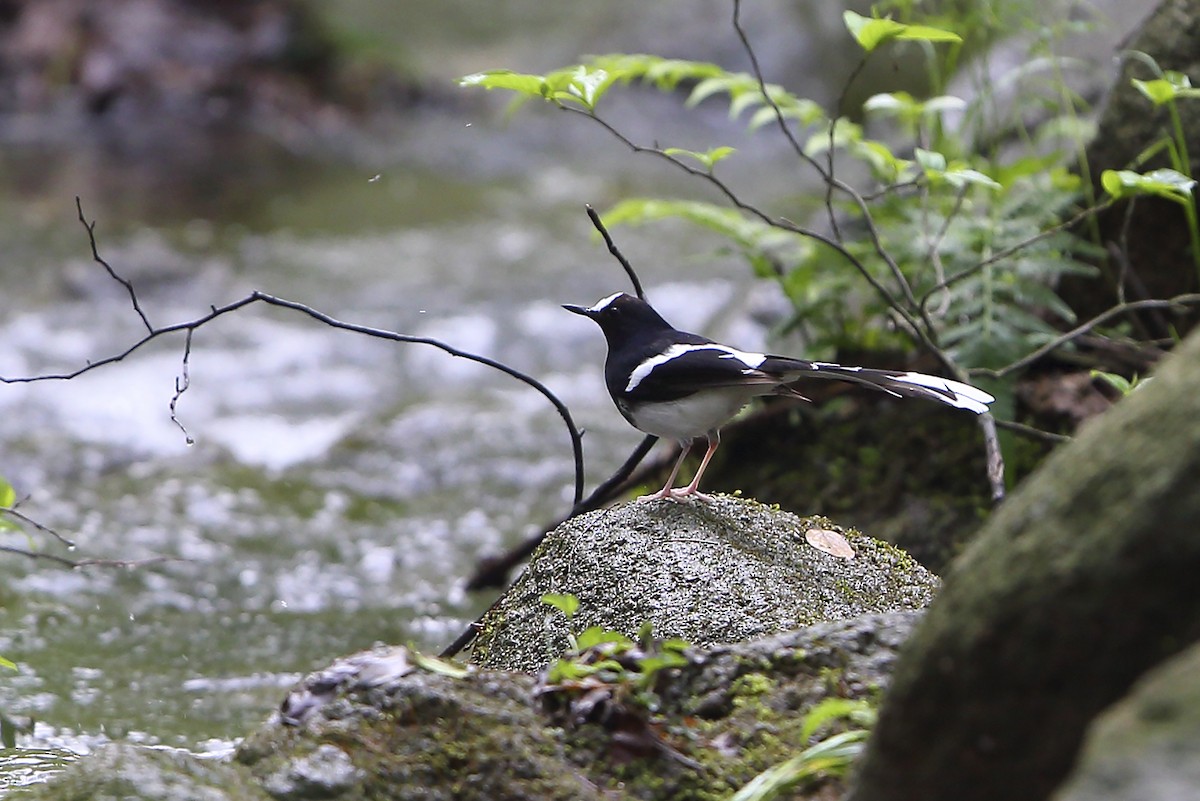 White-crowned Forktail (Northern) - ML644319455