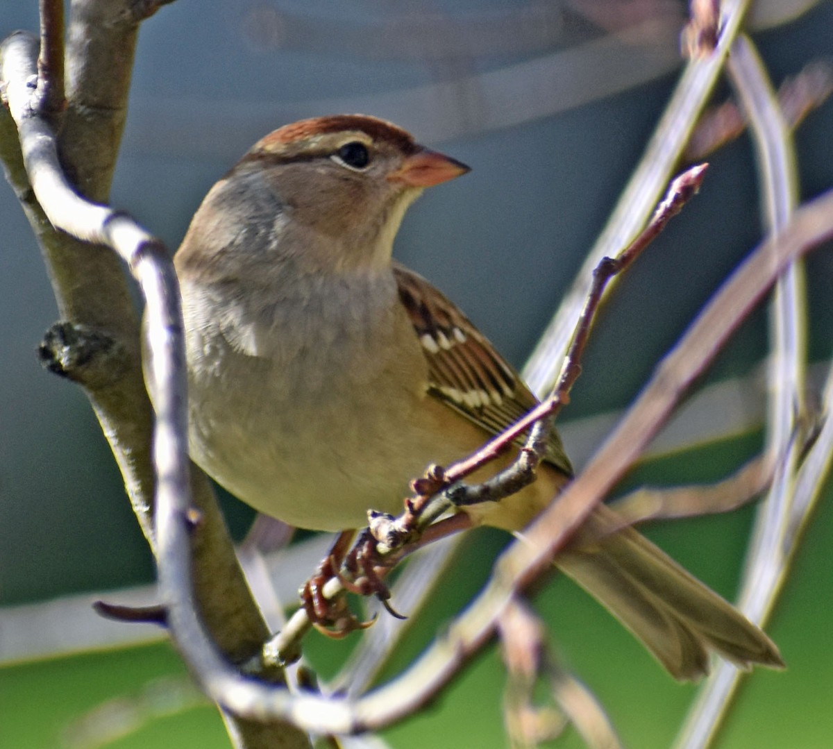 White-crowned Sparrow - ML644319458
