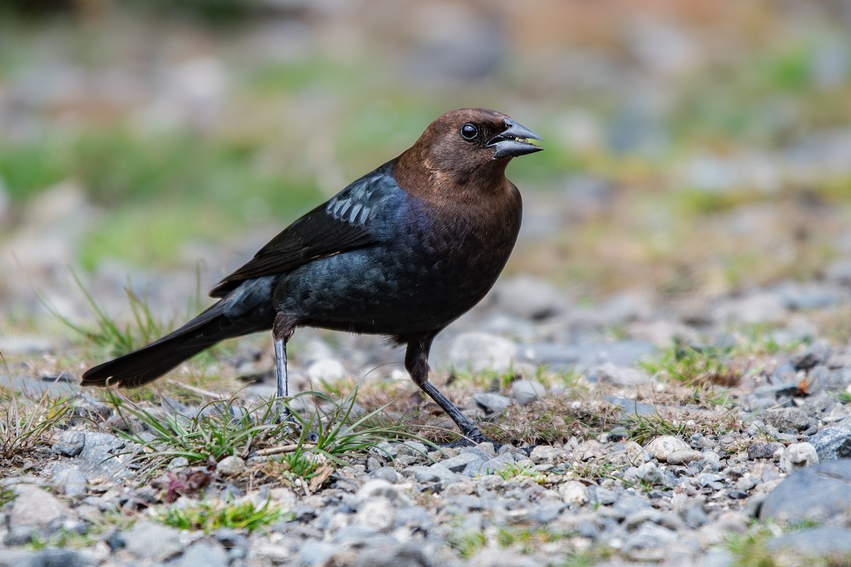 Brown-headed Cowbird - ML644319467