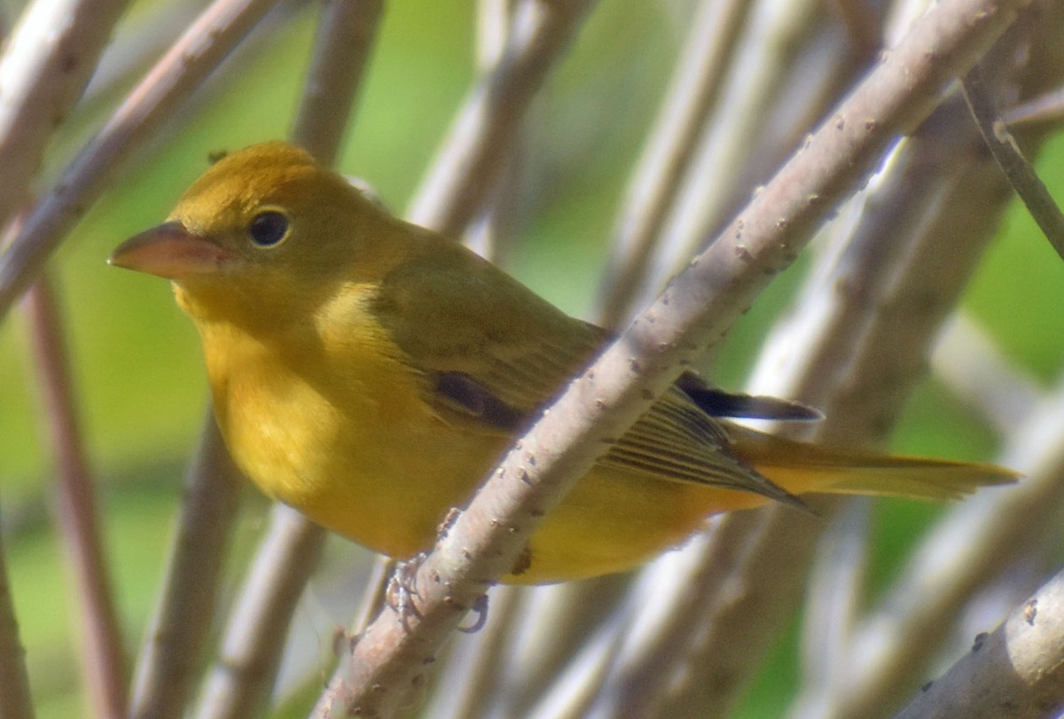 Summer Tanager - ML644319468