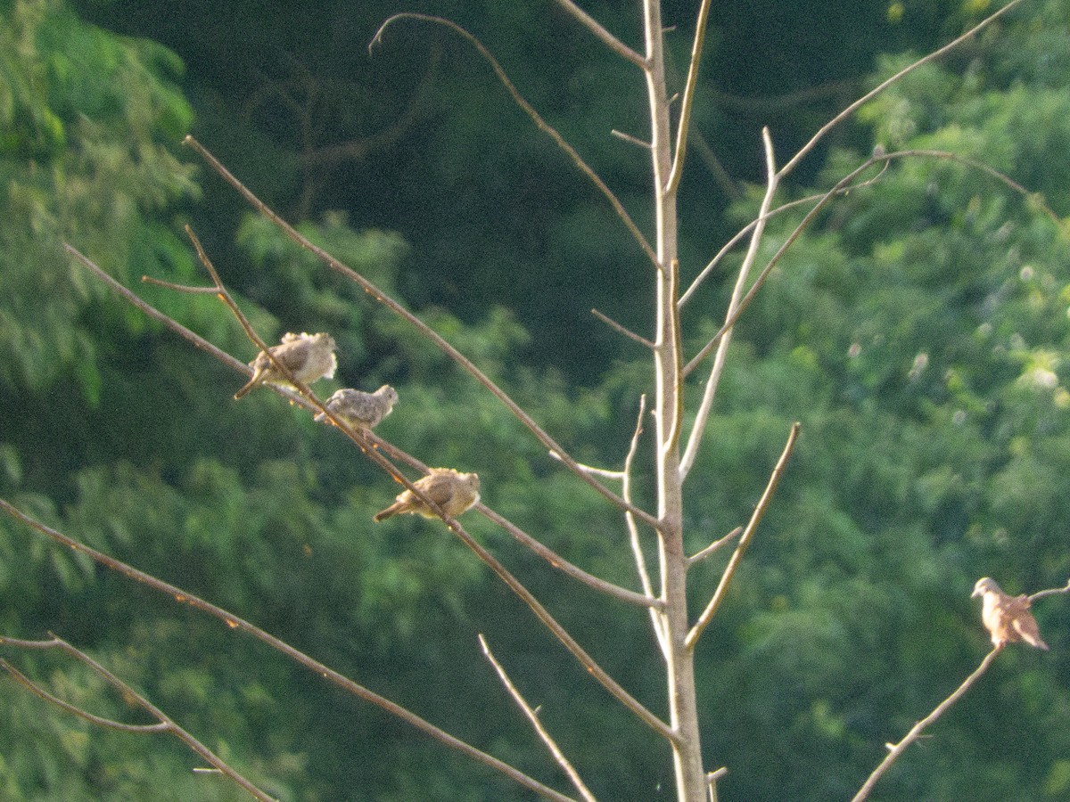 Zwergtäubchen - ML644319503