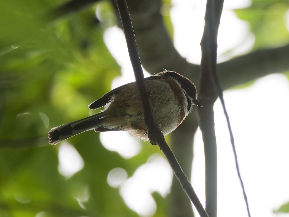 Black-throated Tit - ML644319512