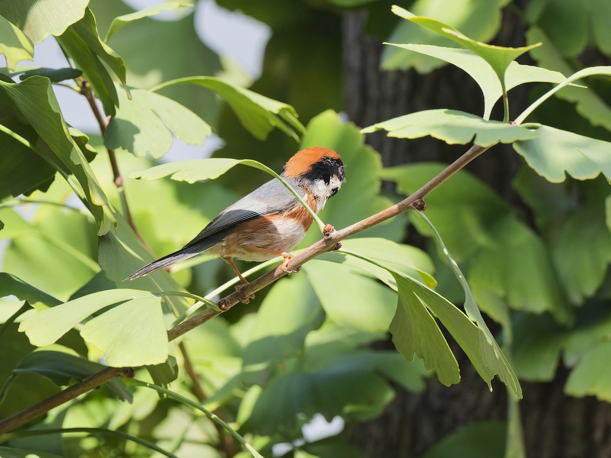 Black-throated Tit - ML644319513
