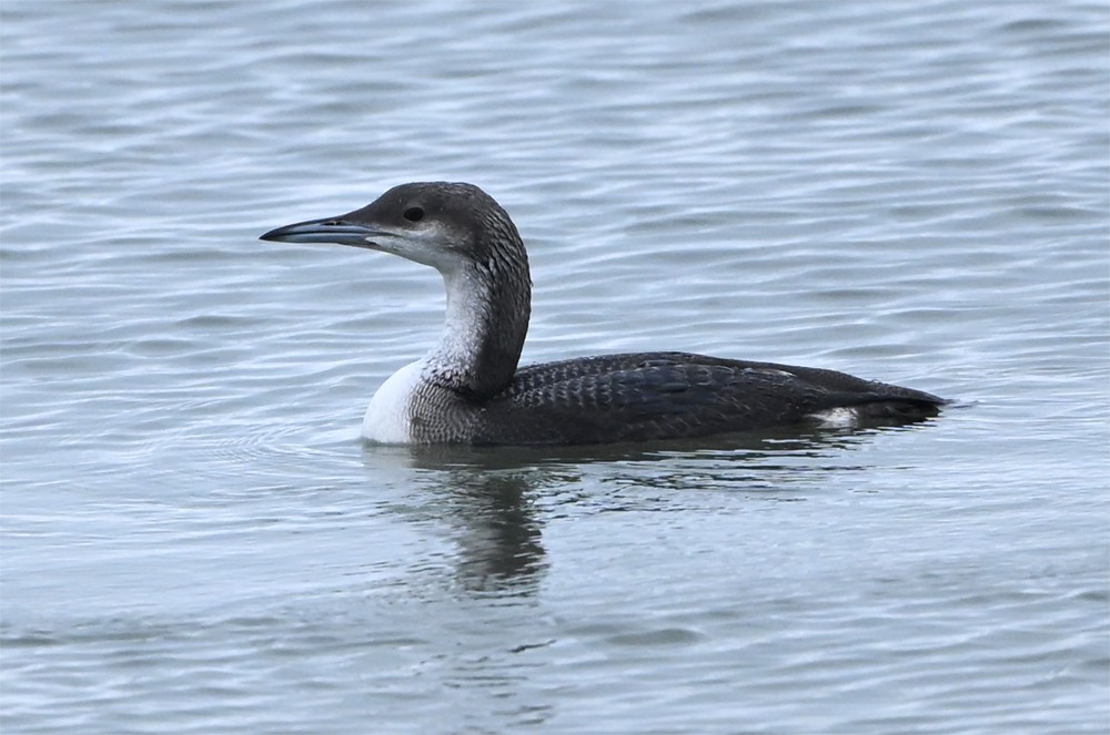 Arctic Loon - ML644319520