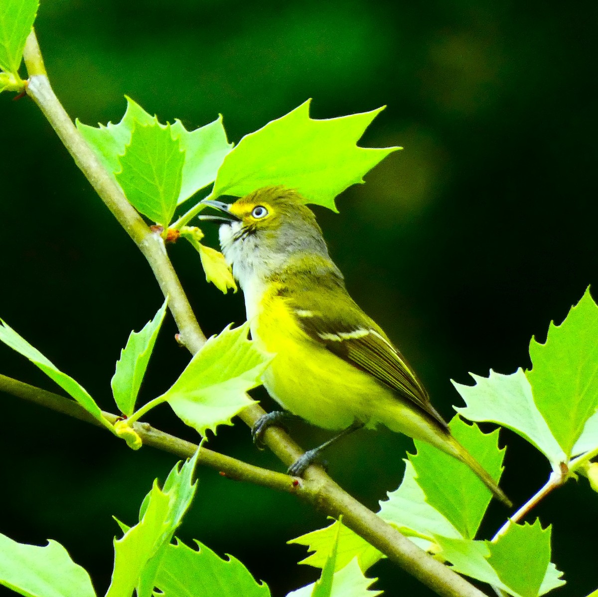 zelenáček bělooký - ML644319522