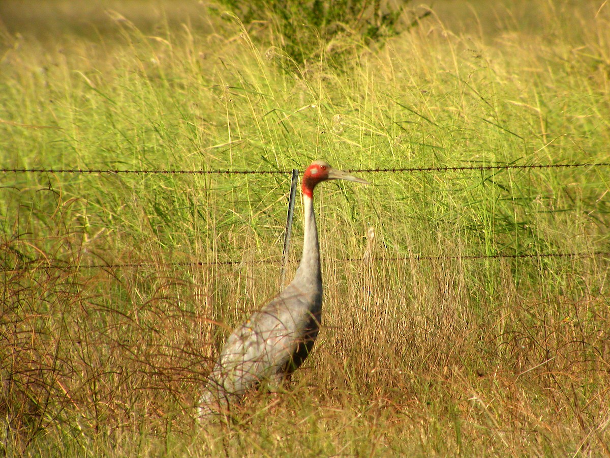 オオヅル - ML644319531