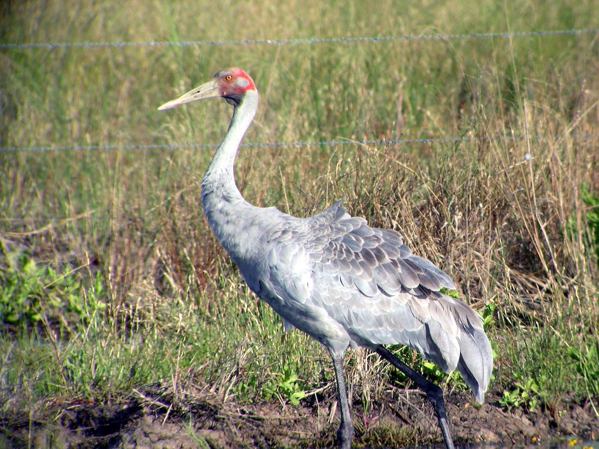 Brolga - ML644319535