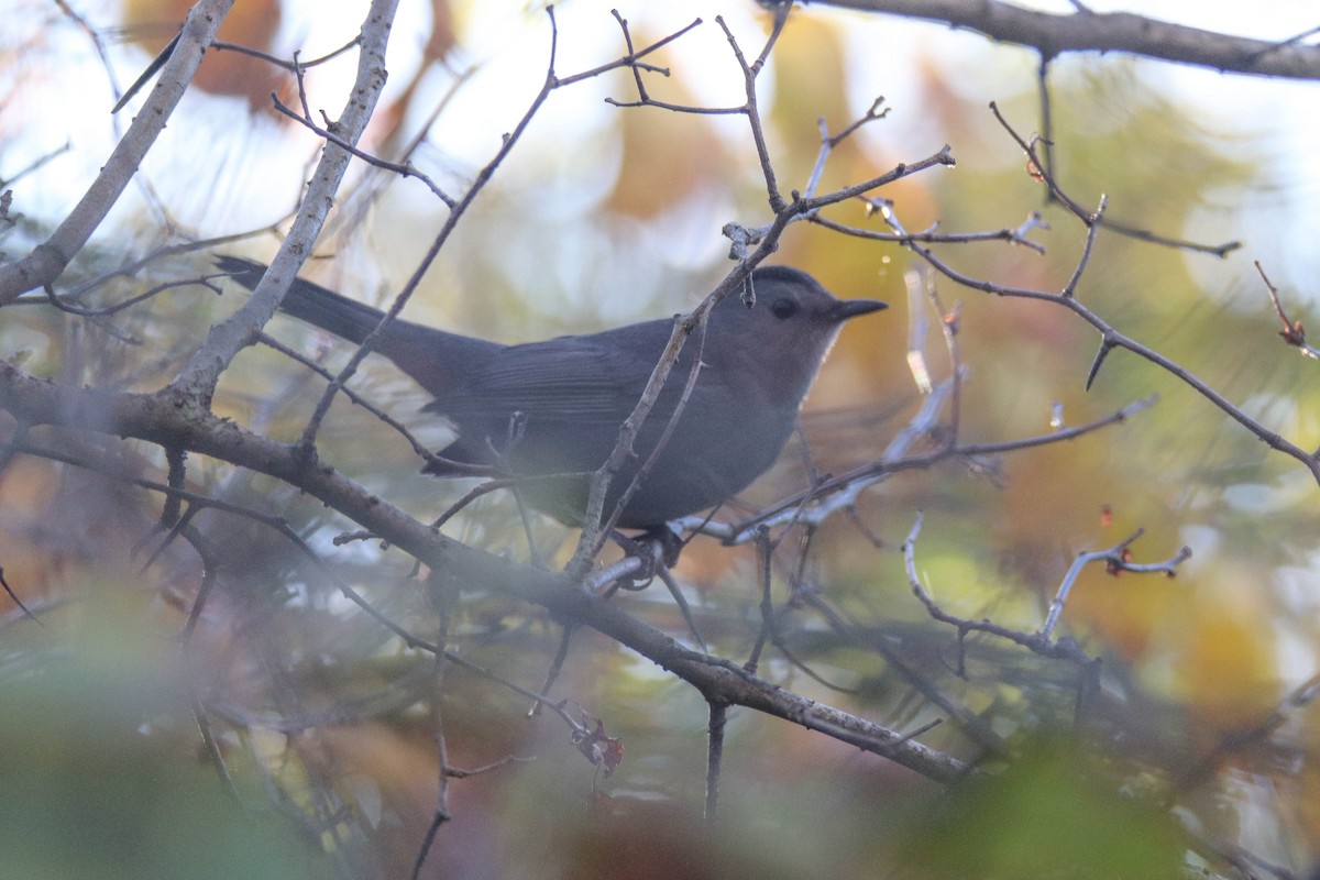 Gray Catbird - ML644319540