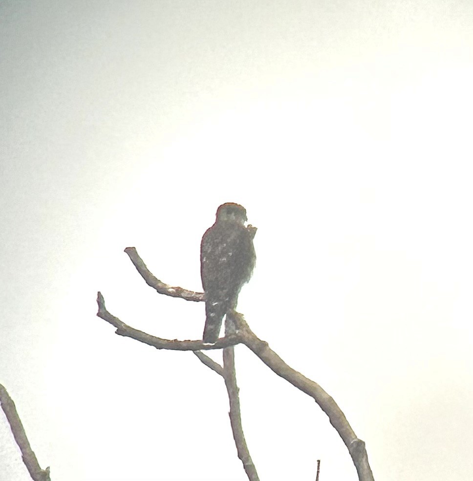 Merlin - ML644319549