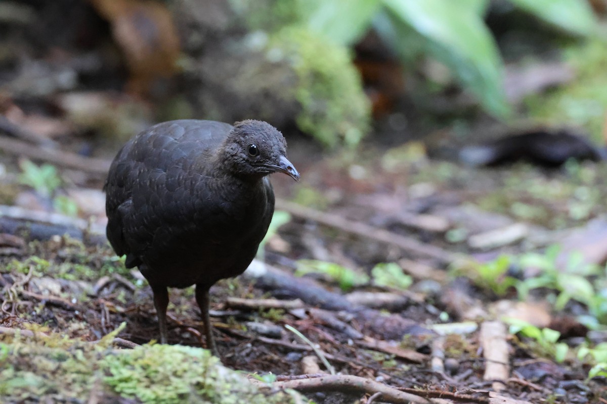 Cinereous Tinamou - ML644319570