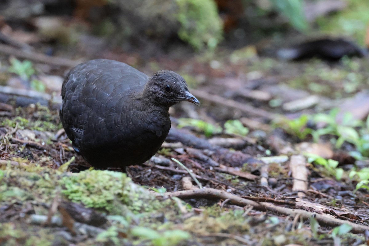 Cinereous Tinamou - ML644319571