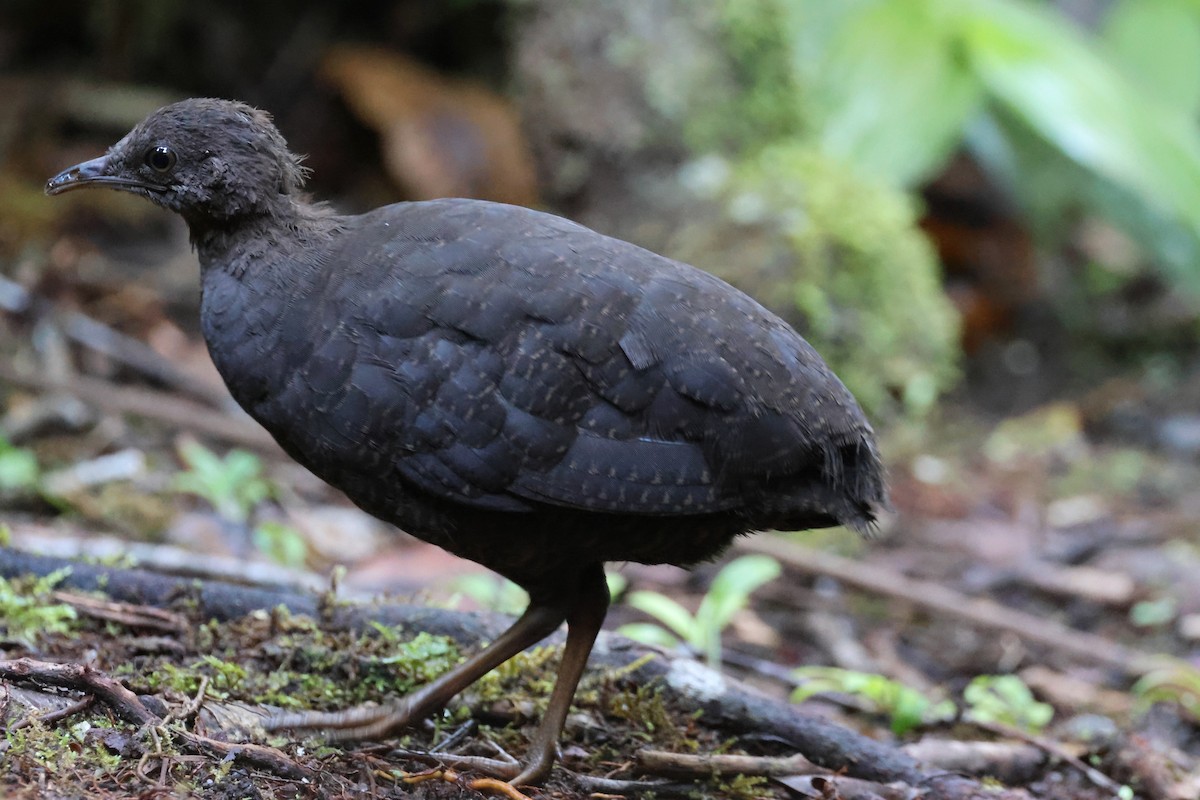 Cinereous Tinamou - ML644319572