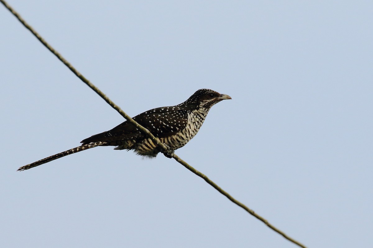 Asian Koel - ML644319579