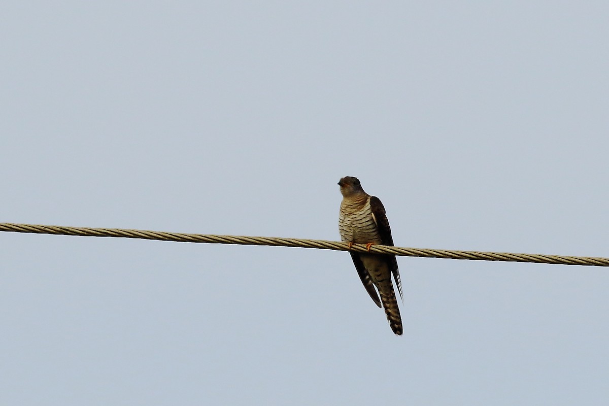Common Cuckoo - ML644319587