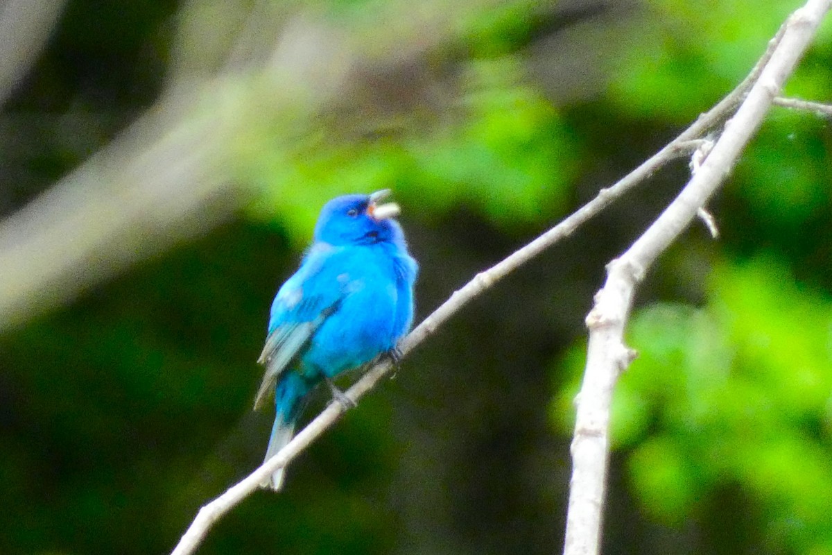 papežík indigový - ML644319588