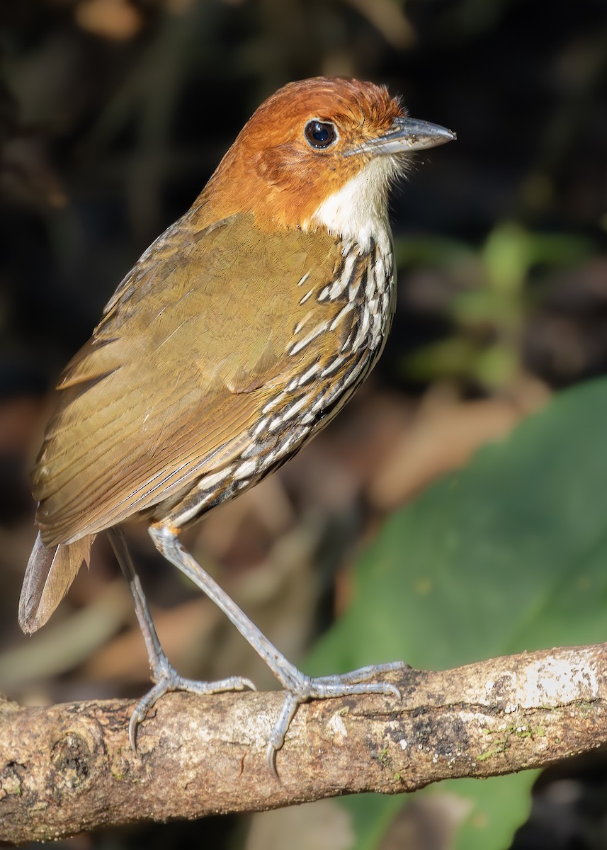 Мурашниця рудоголова - ML644319590