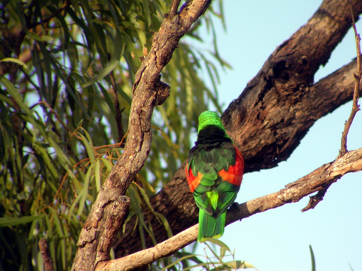 Red-winged Parrot - ML644319600