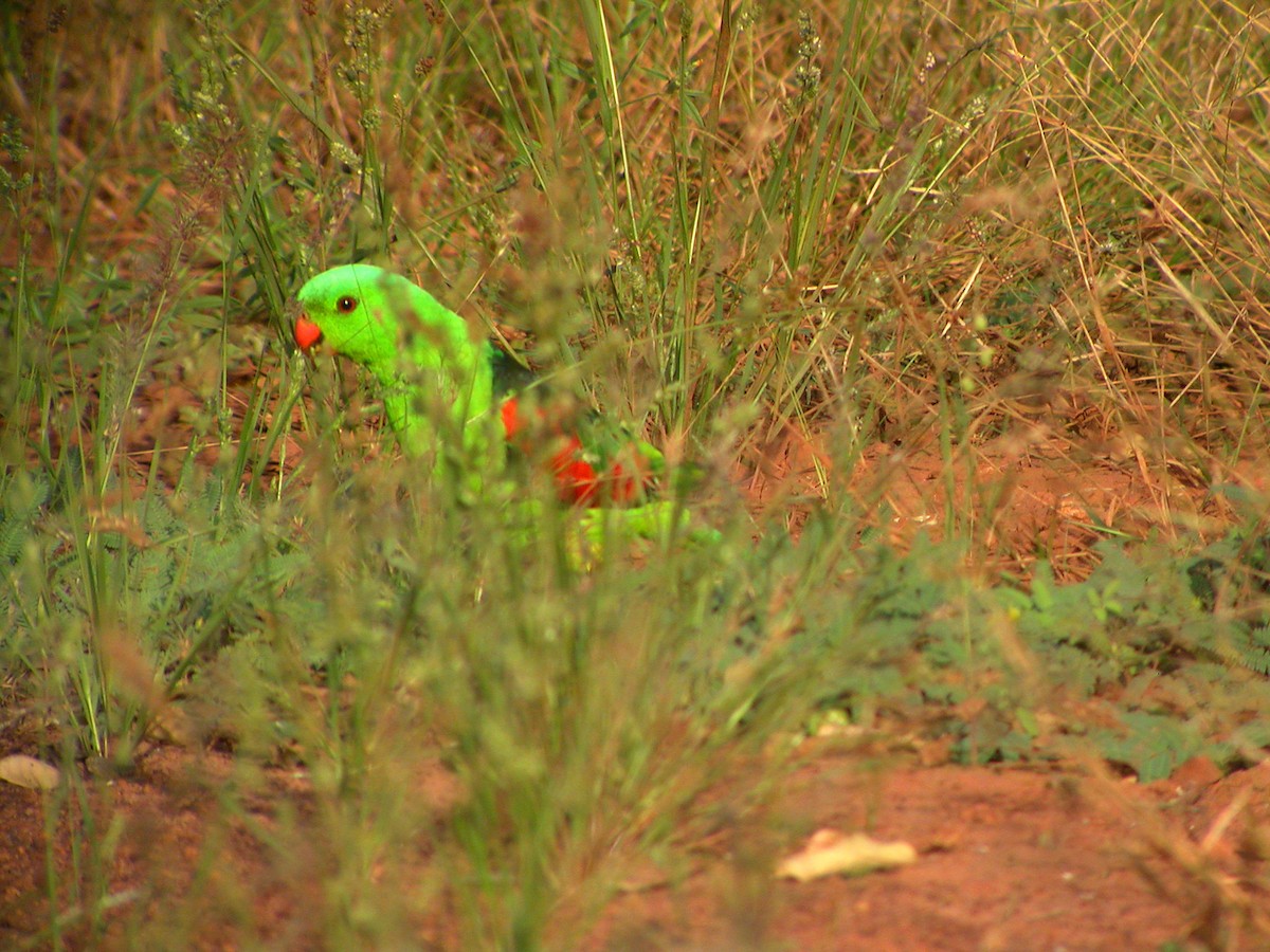 Red-winged Parrot - ML644319604