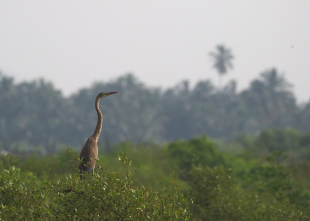 Purple Heron - ML644319605