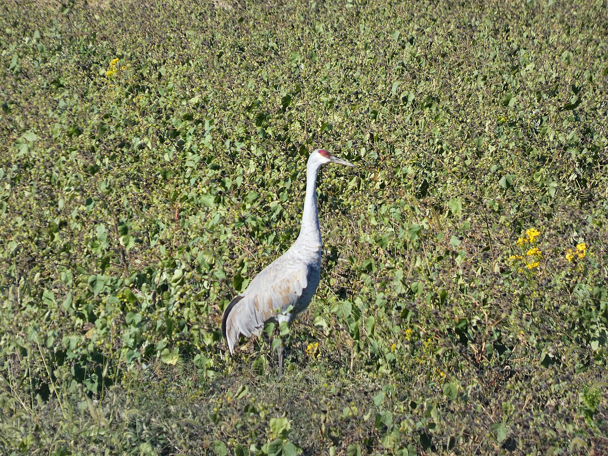 Орог тогоруу - ML644319627