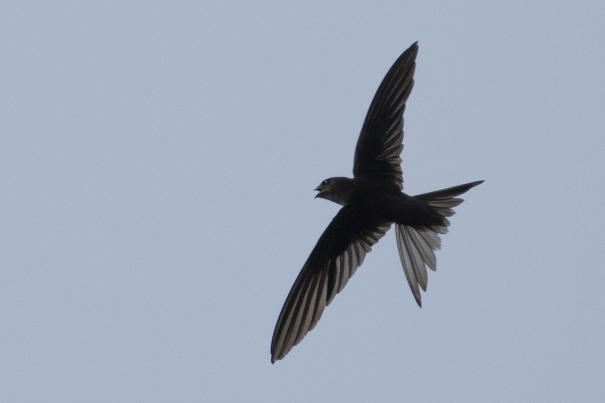 Серпокрилець південноазійський - ML644319631