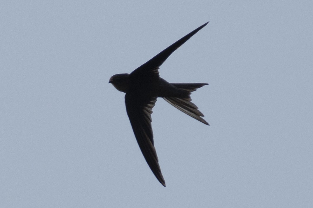 Серпокрилець південноазійський - ML644319632