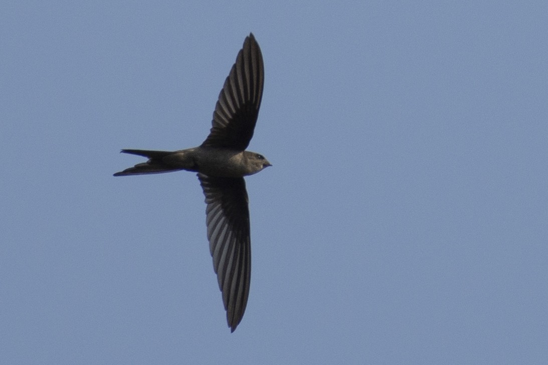 Серпокрилець південноазійський - ML644319633