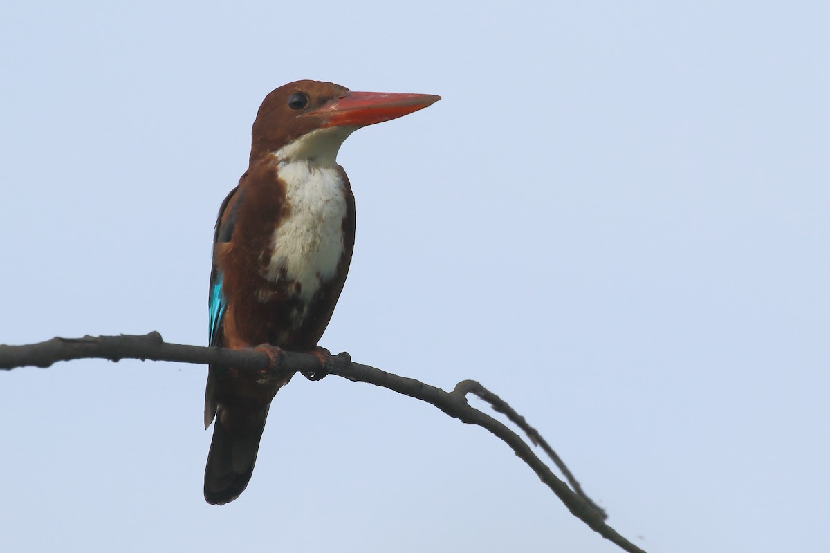 White-throated Kingfisher - ML644319635