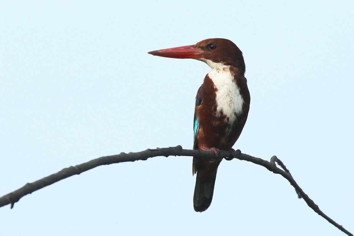 White-throated Kingfisher - ML644319636
