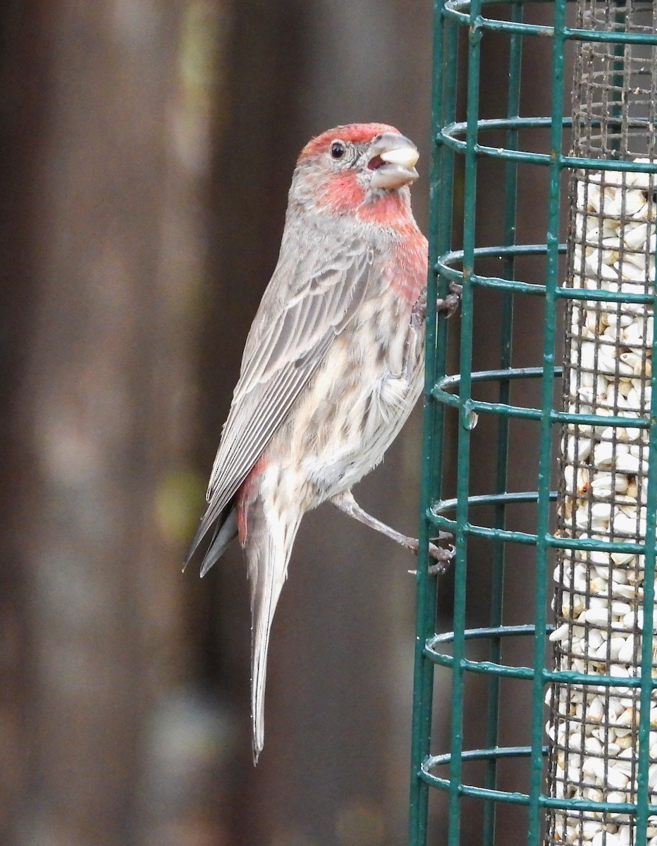 Camachuelo Mexicano - ML644319637