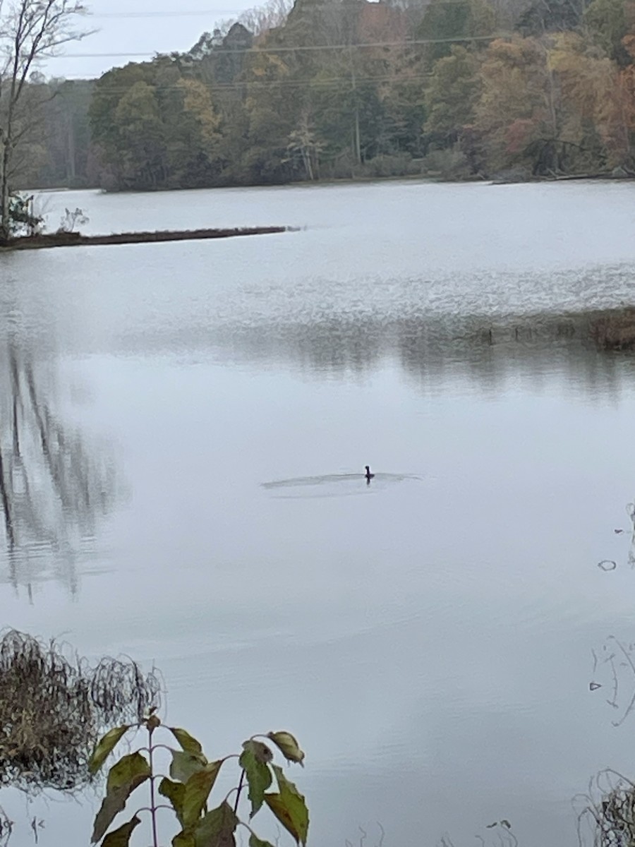 Pied-billed Grebe - ML644319645