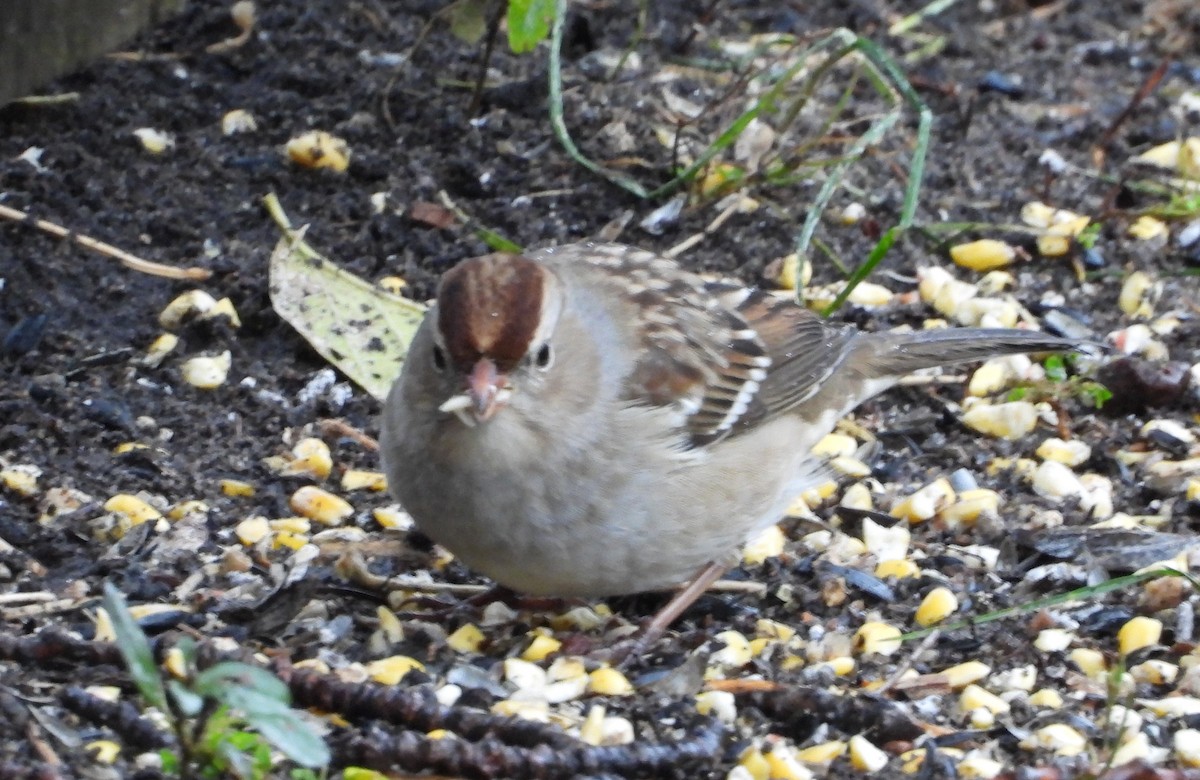 White-crowned Sparrow - ML644319646