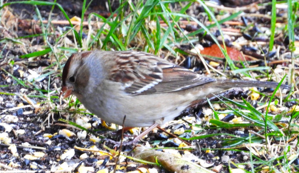 White-crowned Sparrow - ML644319647