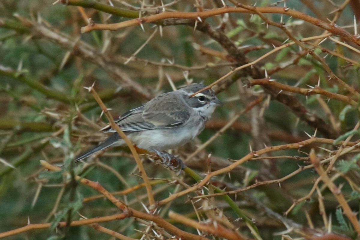 Black-throated Sparrow - ML644319650