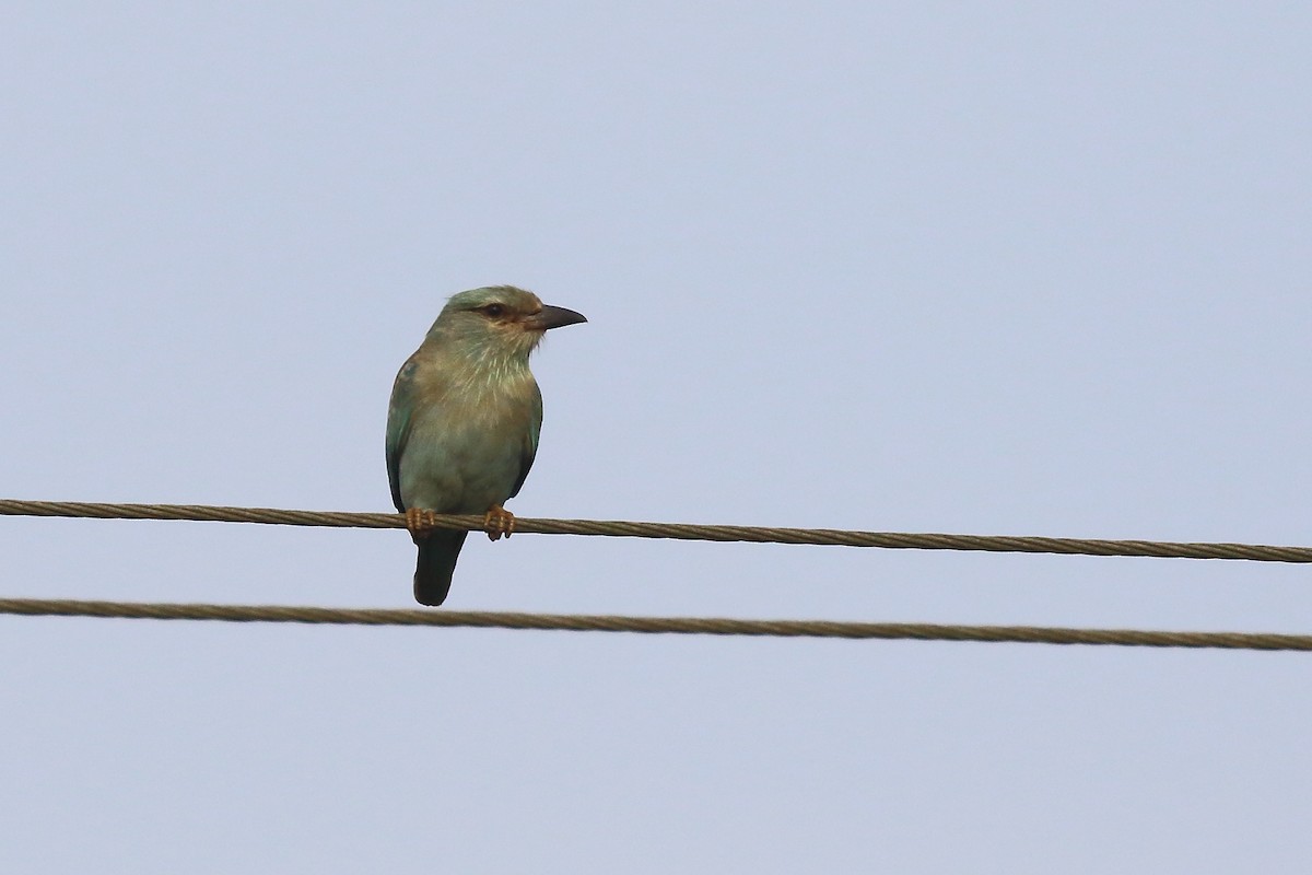 European Roller - ML644319659