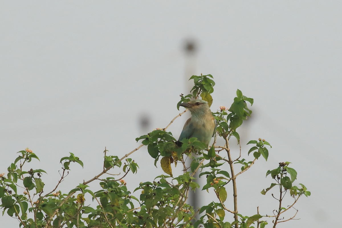 European Roller - ML644319660