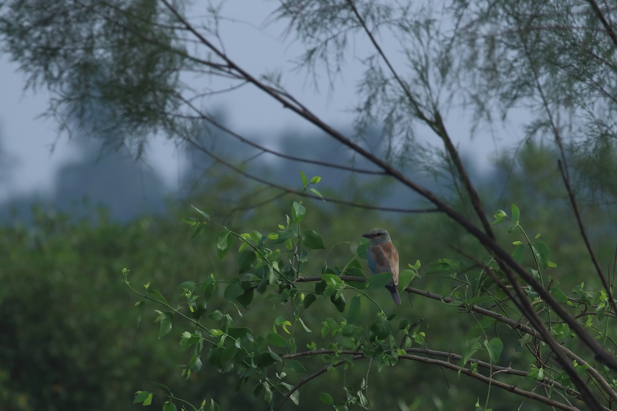 European Roller - ML644319661