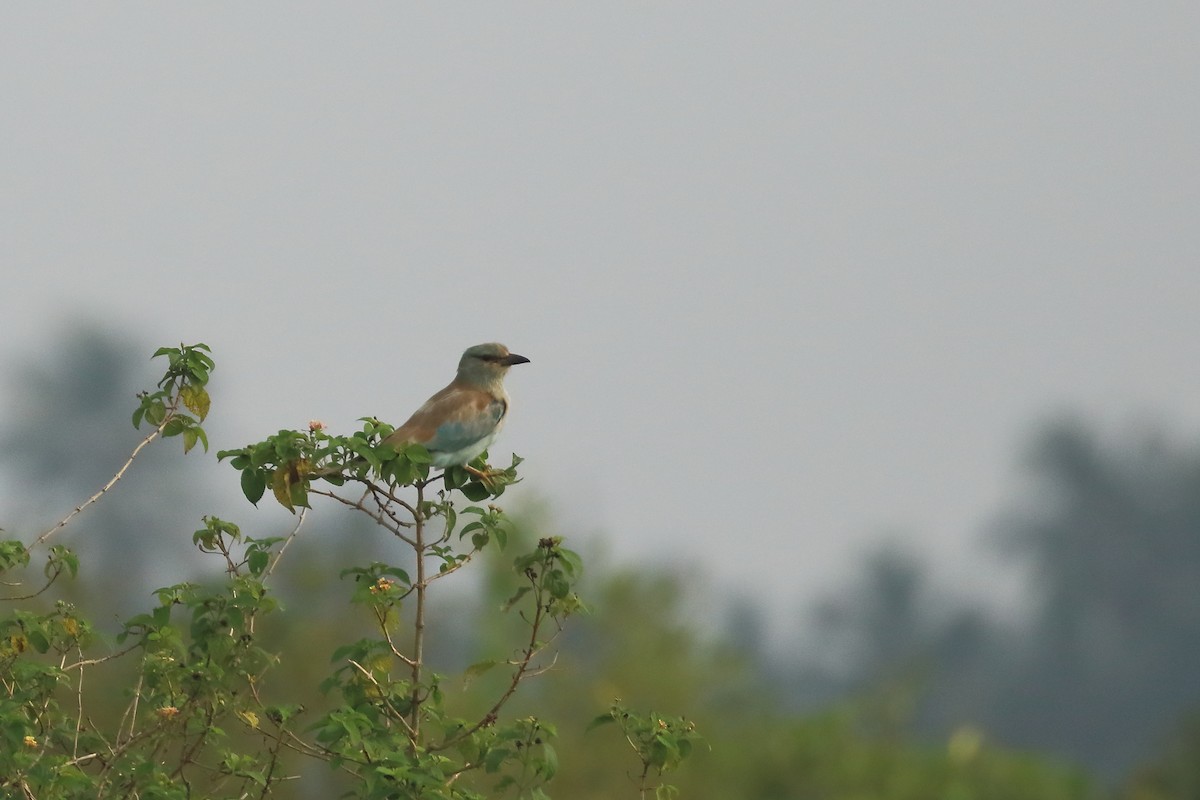 European Roller - ML644319684