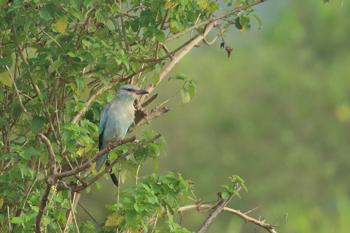 European Roller - ML644319685