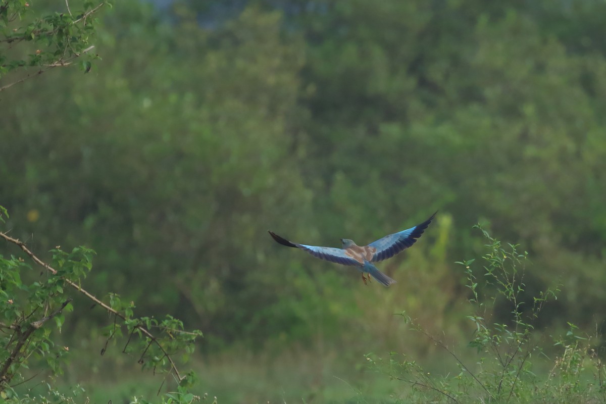 European Roller - ML644319686