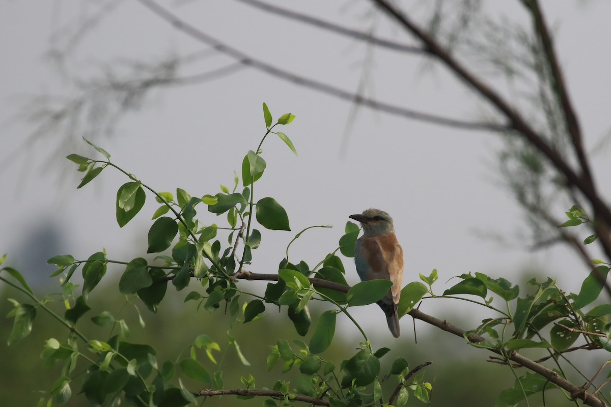 European Roller - ML644319687