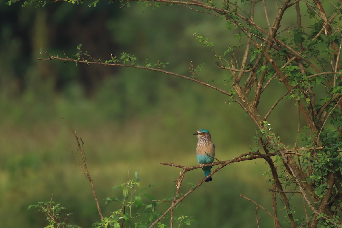Indian Roller - ML644319704