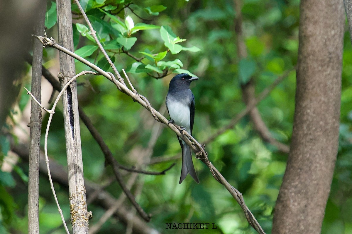 Ak Karınlı Drongo - ML644319705