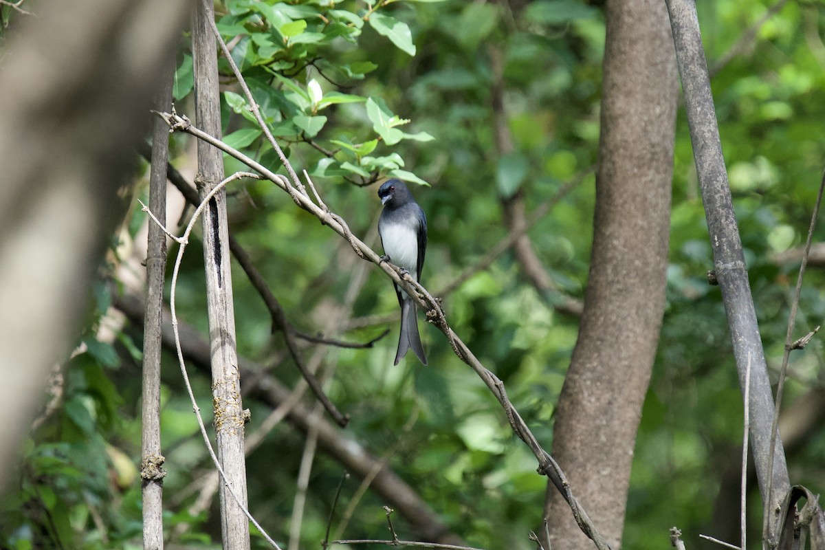 Ak Karınlı Drongo - ML644319706