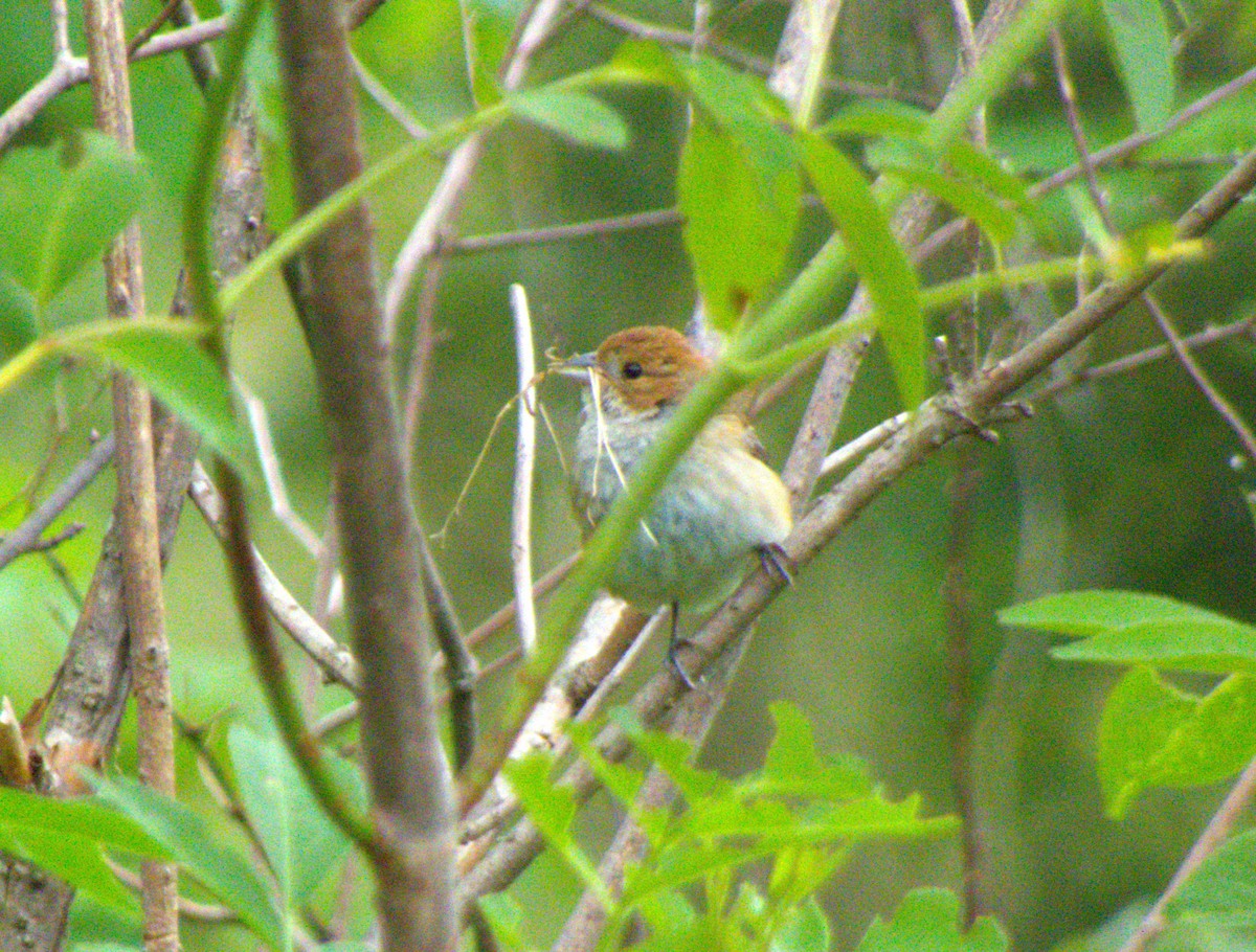 papežík indigový - ML644319710